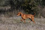 VIZSLA poil court 096